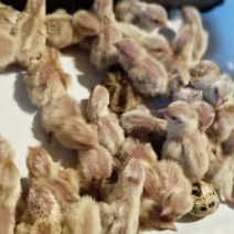 白羽鹌鹑种蛋