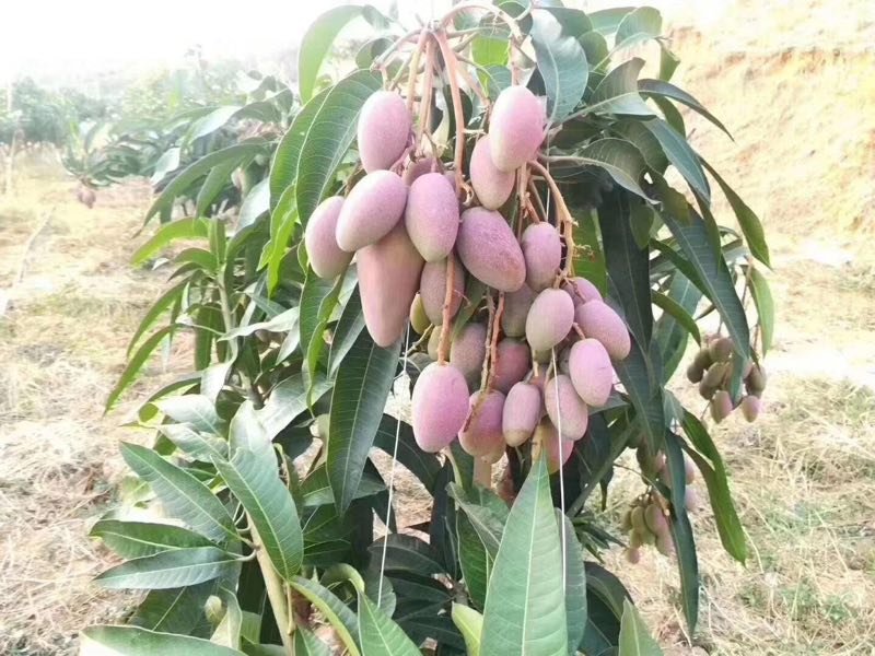 航拍视角下的海南贵妃芒种植园,成片的芒果树整齐排列,部分果树挂满成熟初期的贵妃芒,果皮呈黄绿色带红晕,阳光照射下叶片闪亮,背景可见热带乡村地貌 海南贵妃芒果园航拍