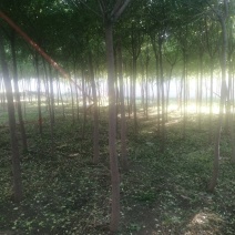 丝棉木