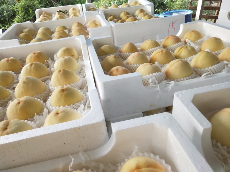 [蜜桃批发]江苏徐州新沂市桃 4.00元/斤新沂水蜜桃(一级精品 _ 一亩田
