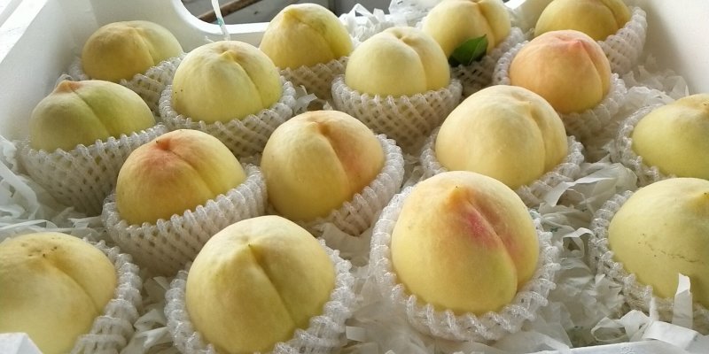[蜜桃批发]江苏徐州新沂市桃 4.00元/斤新沂水蜜桃(一级精品 _ 一亩田