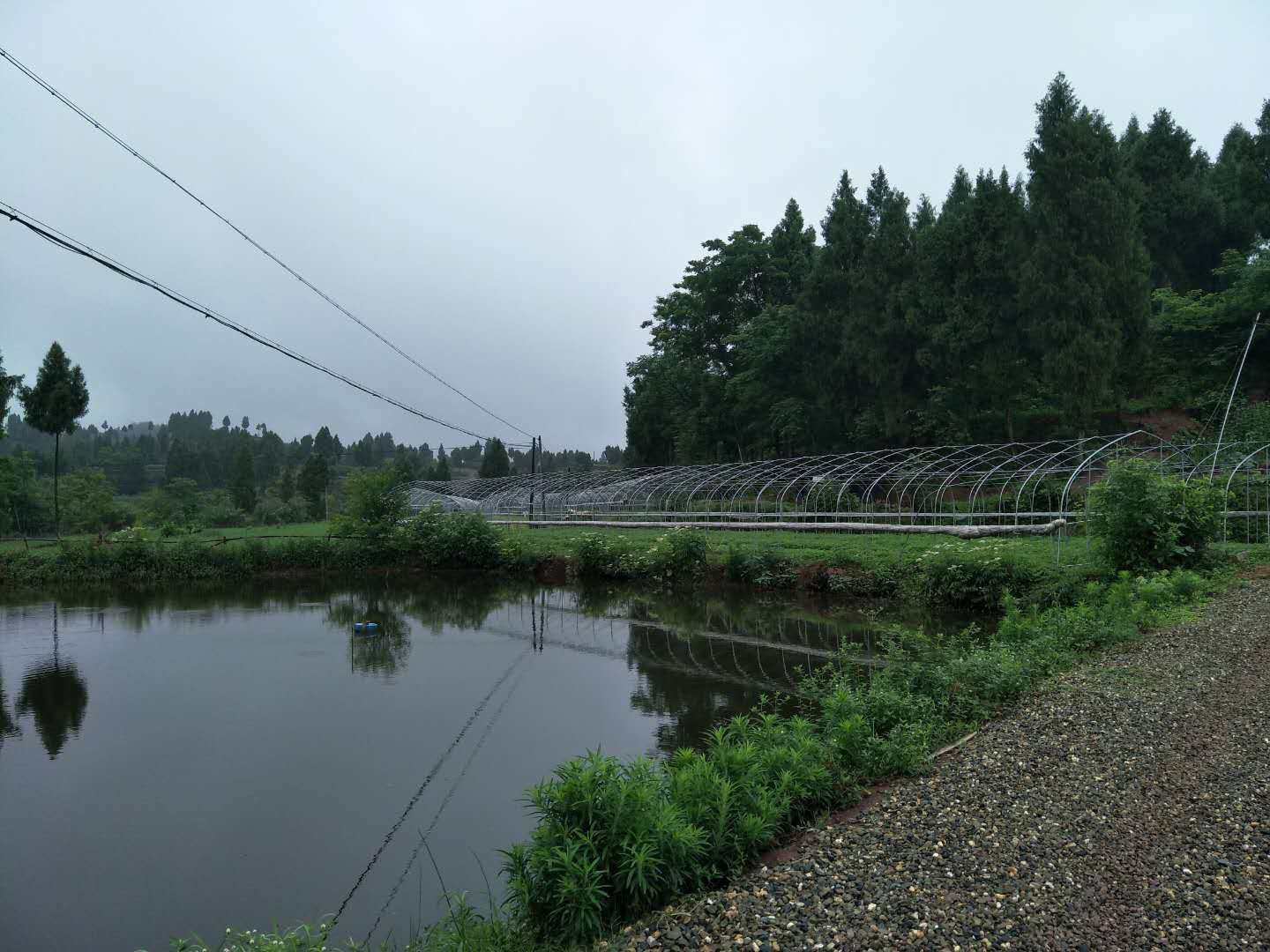 水培小米椒在温室中栽培的实景图,展示温控系统和营养液循环装置 水培小米椒温室栽培图