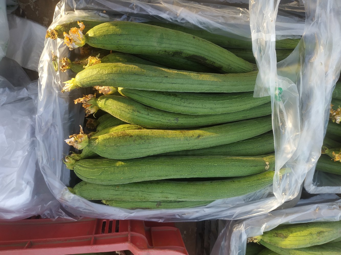 绿巨人丝瓜在超市货架上的陈列