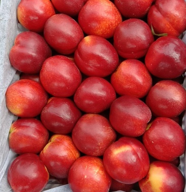 [桃批发]砀山四八油桃价格5.00元/斤 - 一亩田