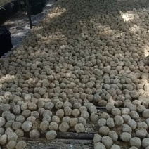 河南五香变蛋大量出售