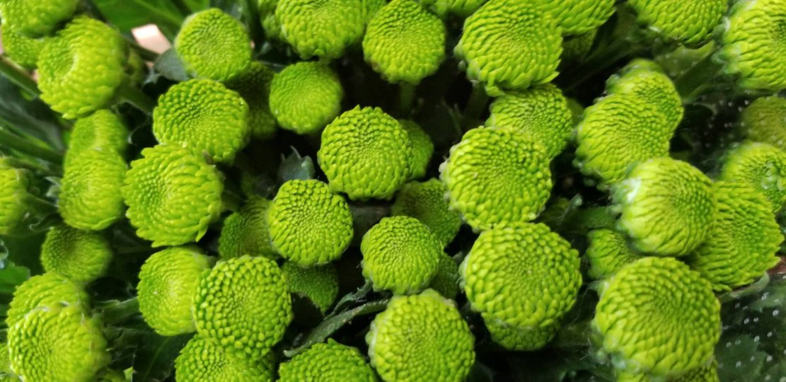 缪赛雏菊整体植株