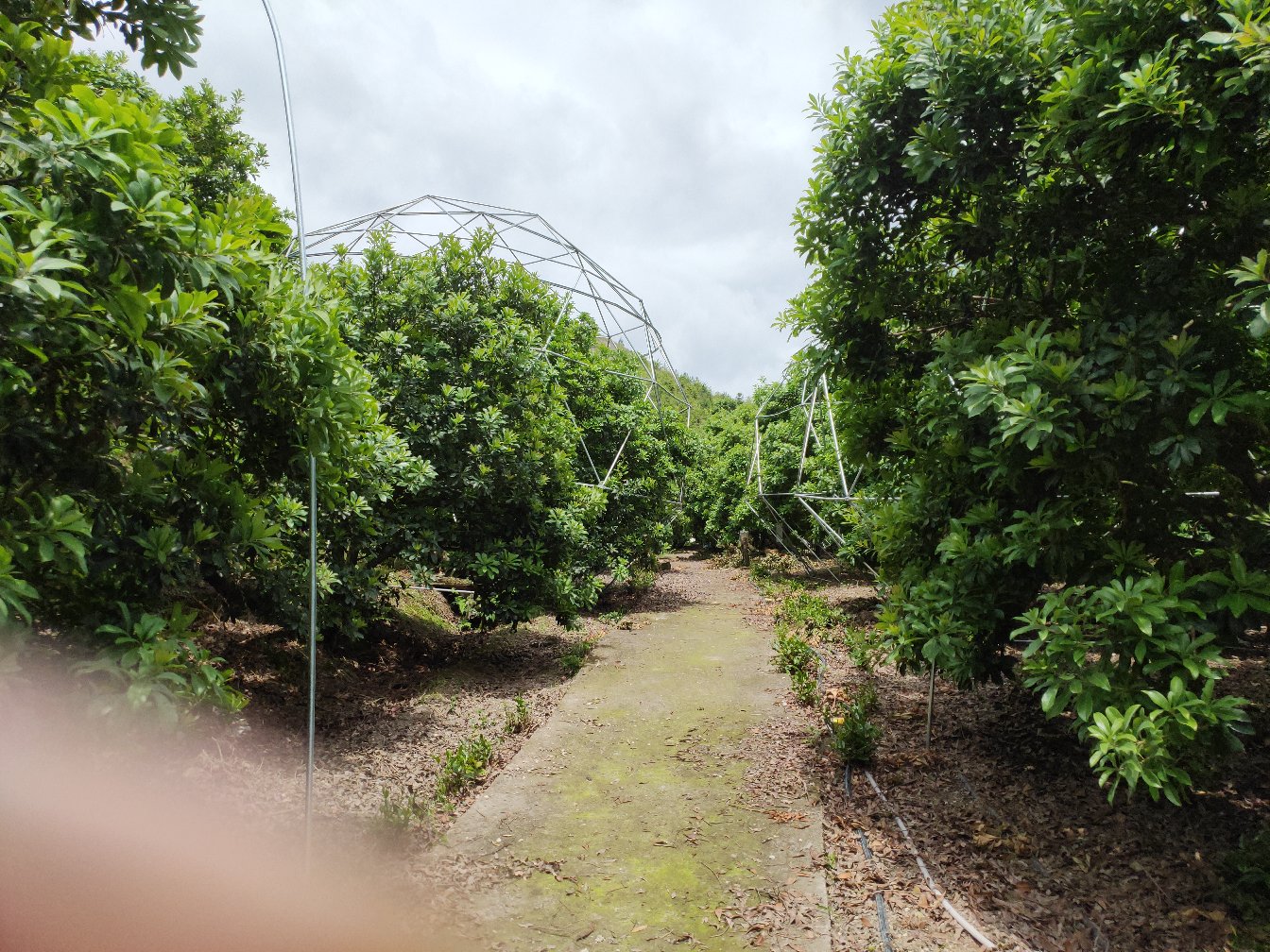 东魁杨梅冬季修剪示范图