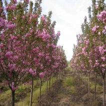樱花树苗嫁接樱花苗日本樱花早樱晚樱小苗盆栽庭院绿化苗