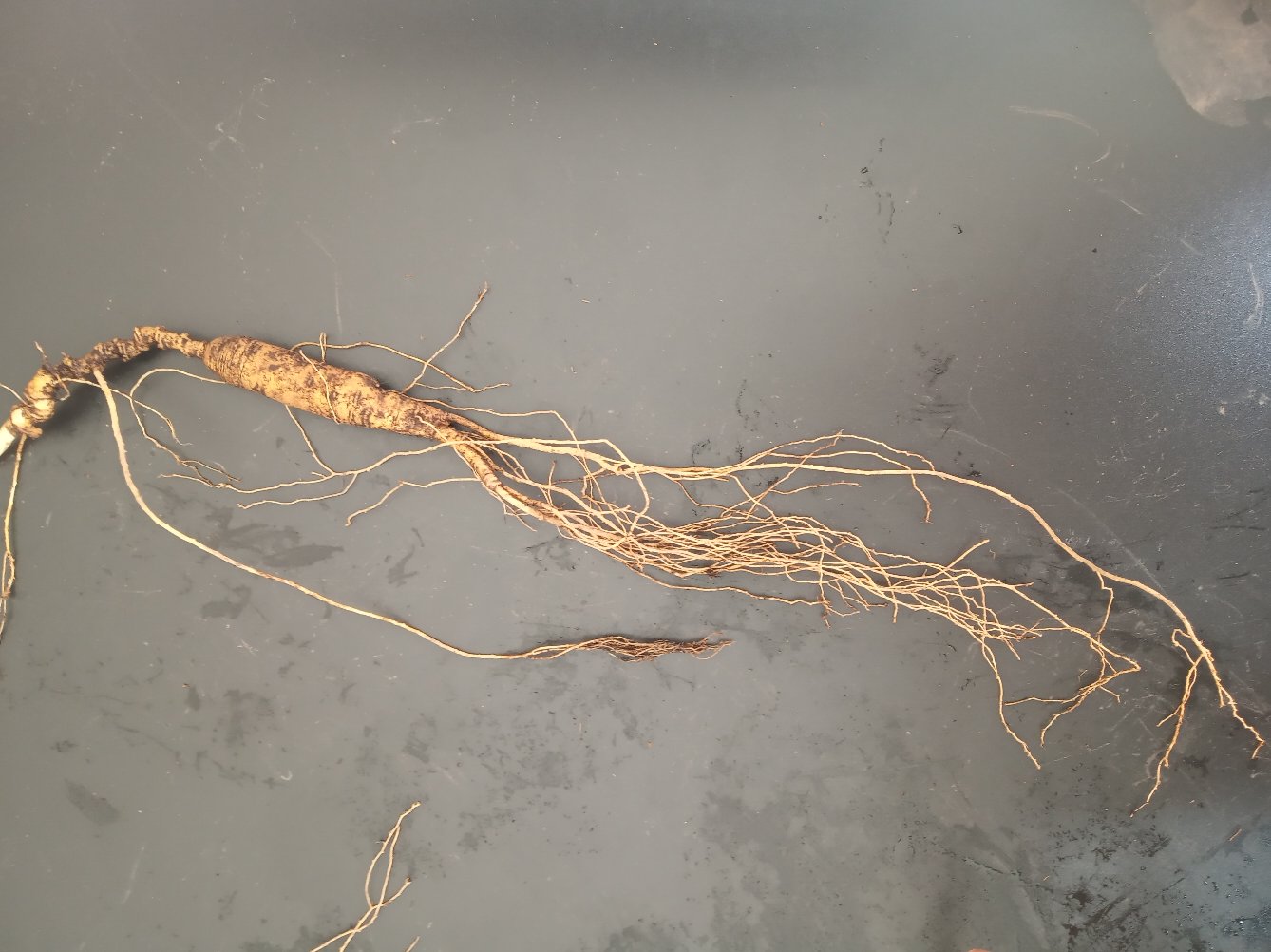 高清特写展示藏须参完整根系与须根细节 藏须参特写