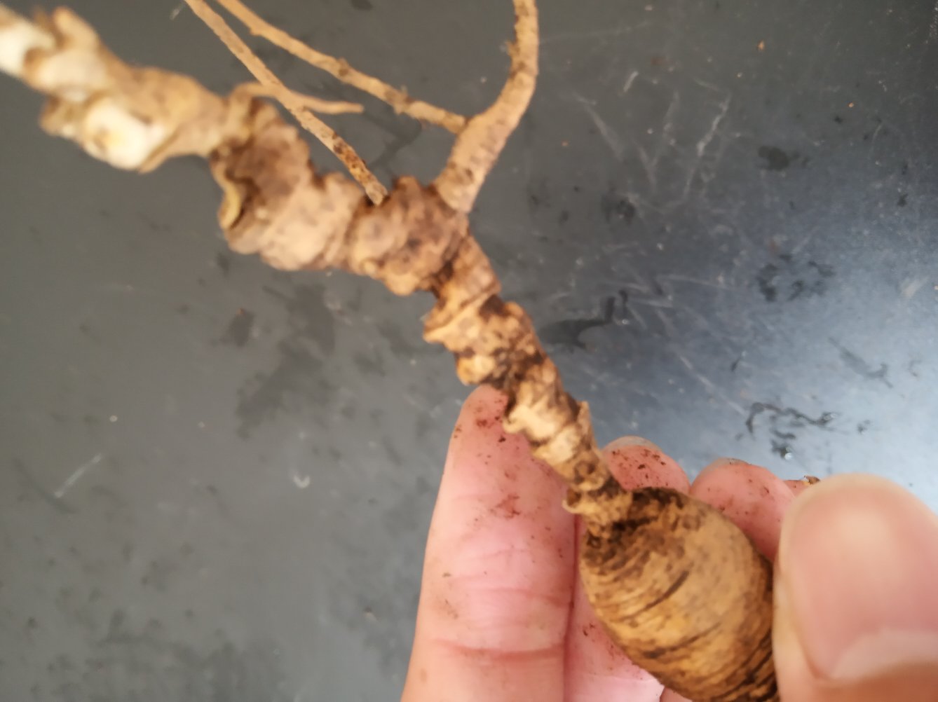 一株15年生林下参完整植株,展示主根粗壮、须根发达、芦头明显、珍珠点清晰的特征;背景为阔叶林下腐殖土环境,落叶覆盖地表,体现典型的仿野生栽培场景 林下参15年生植株特写
