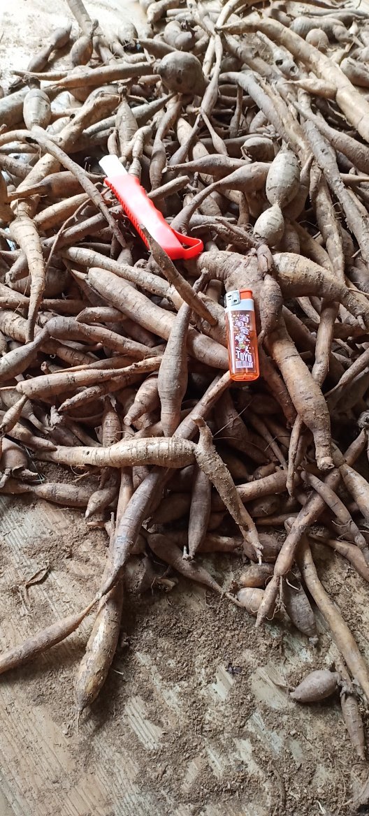 野生牛大力,广西金秀大瑶山