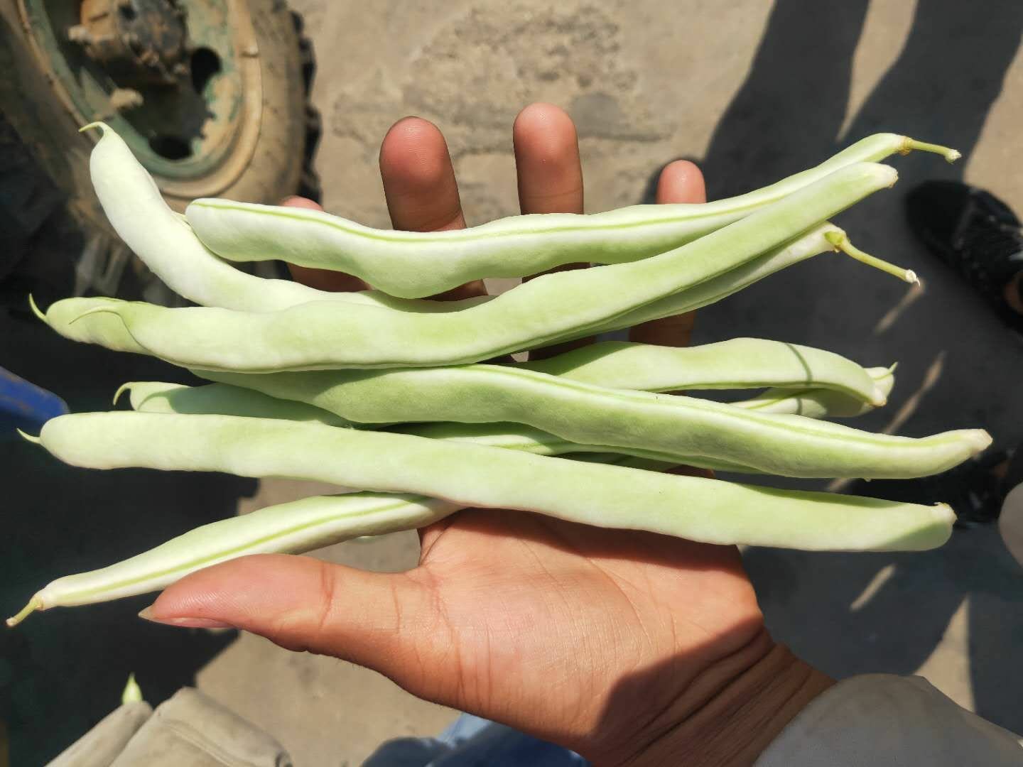 白不老处理过程