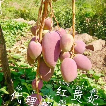 攀枝花盐边县红贵妃