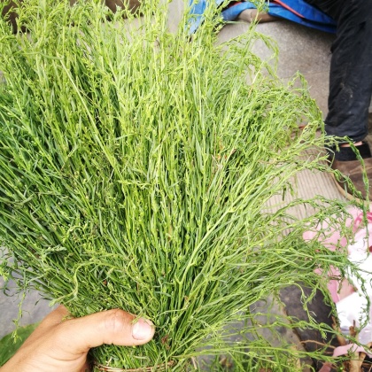 热门地区百蕊草行情