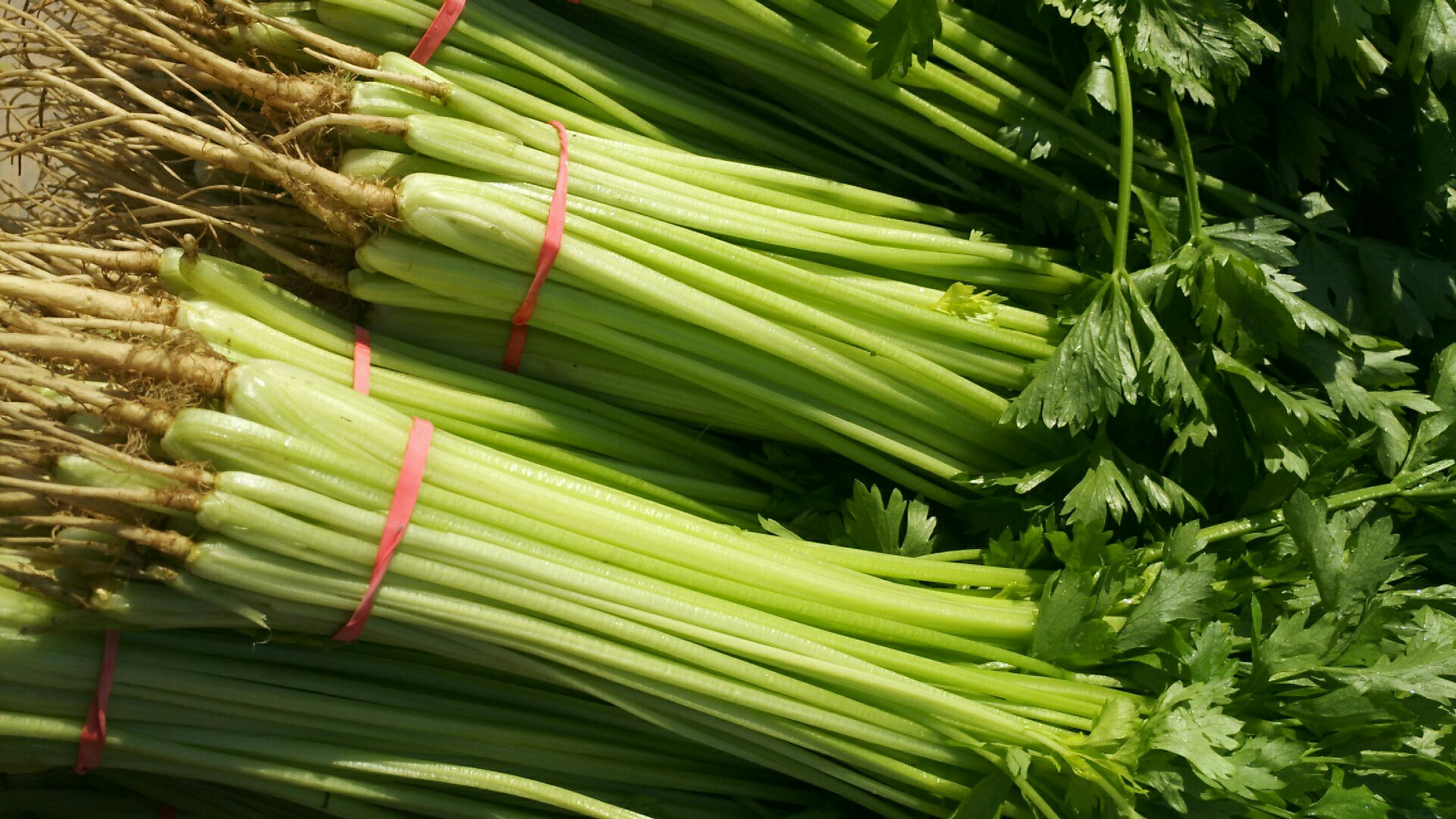 山芹菜的植株全貌