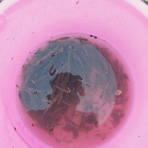 淡水石斑鱼