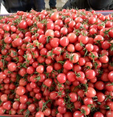 推荐小红果贝贝圣女果基地种植超市加工厂优选