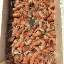 海熬虾尾，国产地直发，质优价廉