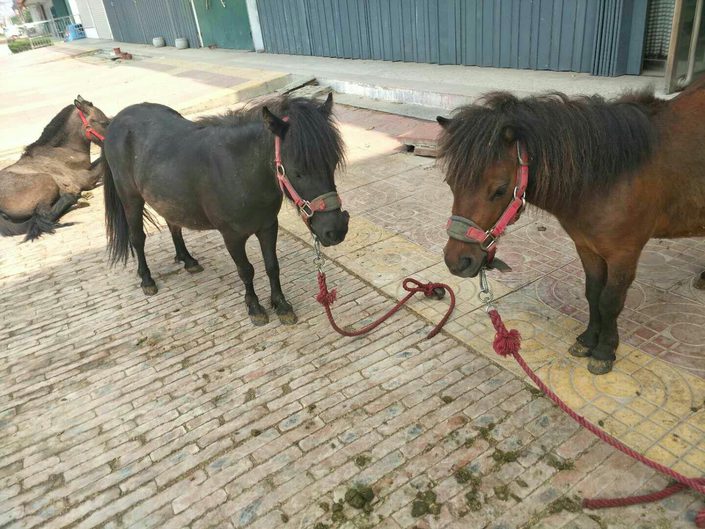 图片说明:德保县矮马在传统农耕中发挥重要作用,体现出其多功能用途 德保县矮马在传统农耕中发挥重要作用
