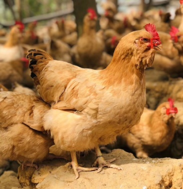 00元/个 - 一亩田