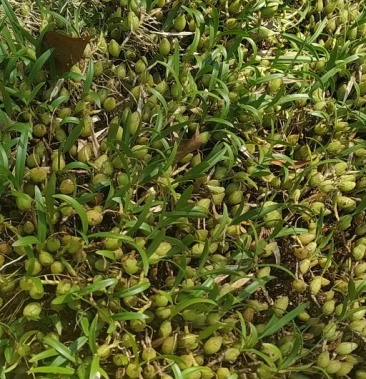 其他;运费待商议规格全草3000斤立即订购桂艺中草药材种植场个人等级