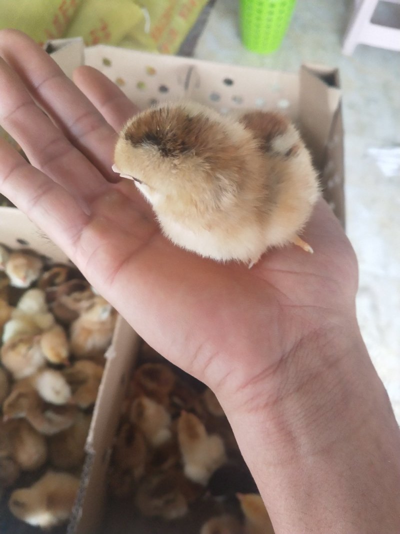 广西南宁西乡塘区鸡苗 2.60元/个灵山土鸡苗,一手