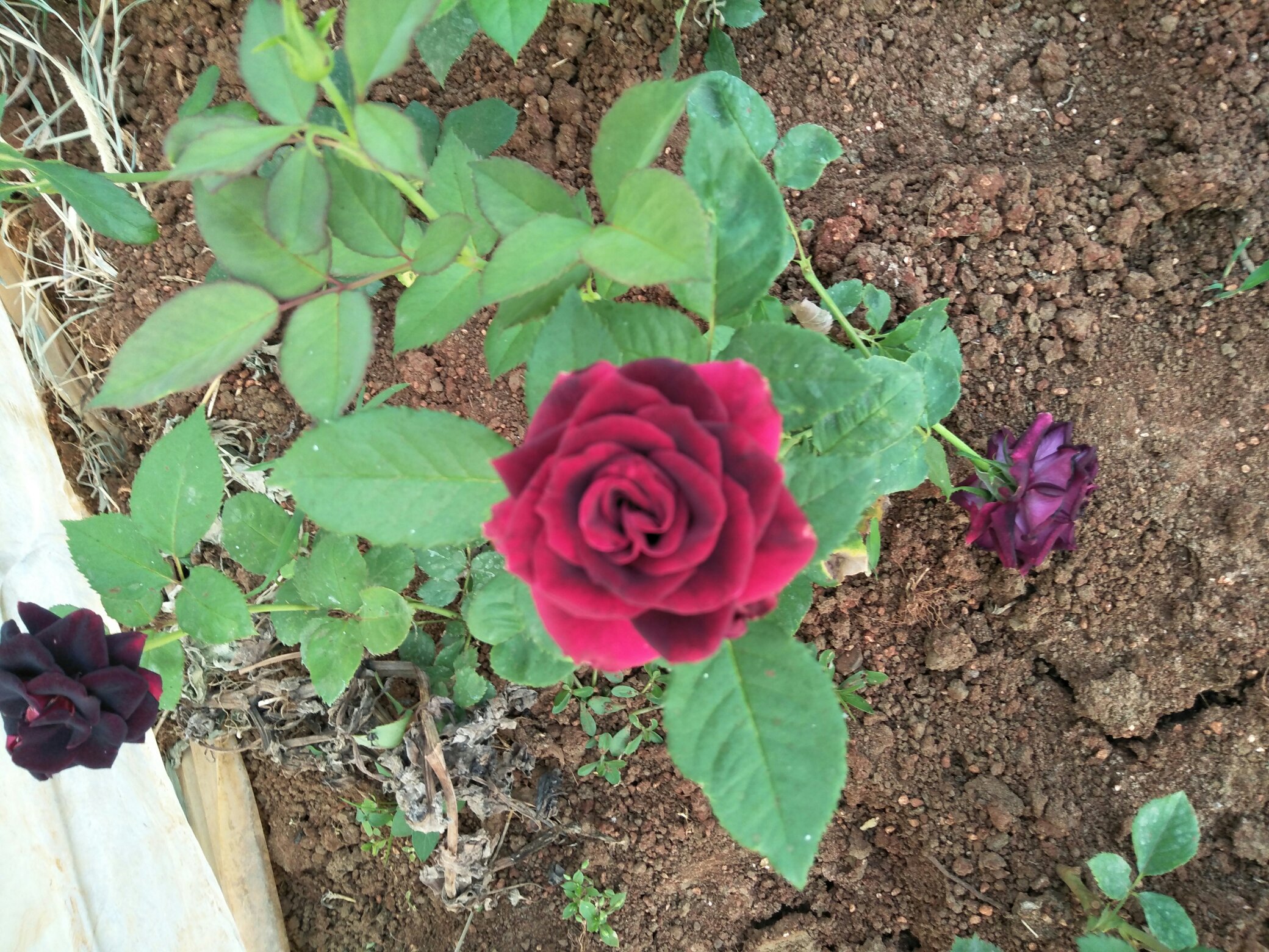 雏菊与紫罗兰混种的庭院一角