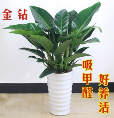 吸毒大王辟邪金钻盆栽可水培四季常青室内花卉吸甲醛净化