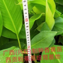 越南香蕉苗、云南香蕉苗，缅甸香蕉苗，老挝香蕉苗，广西香蕉