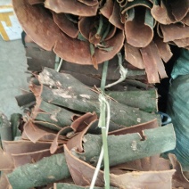 野生桂皮