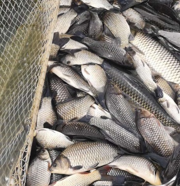 草鱼批发零售运输一体