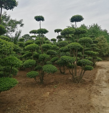 造型女贞树 小叶女贞造型树 冬青造型树厂家直供