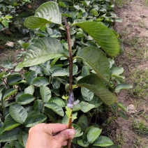 自家苗嫁接的红宝石无籽芭乐苗