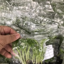 大量批发出售农科院制种香蕉苗/西贡粉蕉苗/金粉一号蕉苗