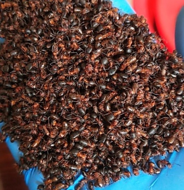 黑龙江纯野生红蚂蚁,中药材,今年新品,质量保证