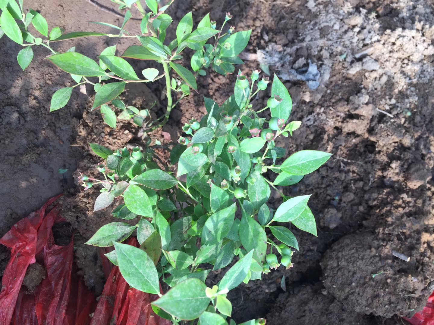 一株健康的蓝莓幼苗,展示其绿色直立茎干、对生椭圆形叶片和浅层白色须根系统;背景为疏松酸性基质,幼苗高度约20厘米,叶片表面光亮,无病斑 蓝莓幼苗特写