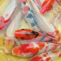 锦鲤鱼