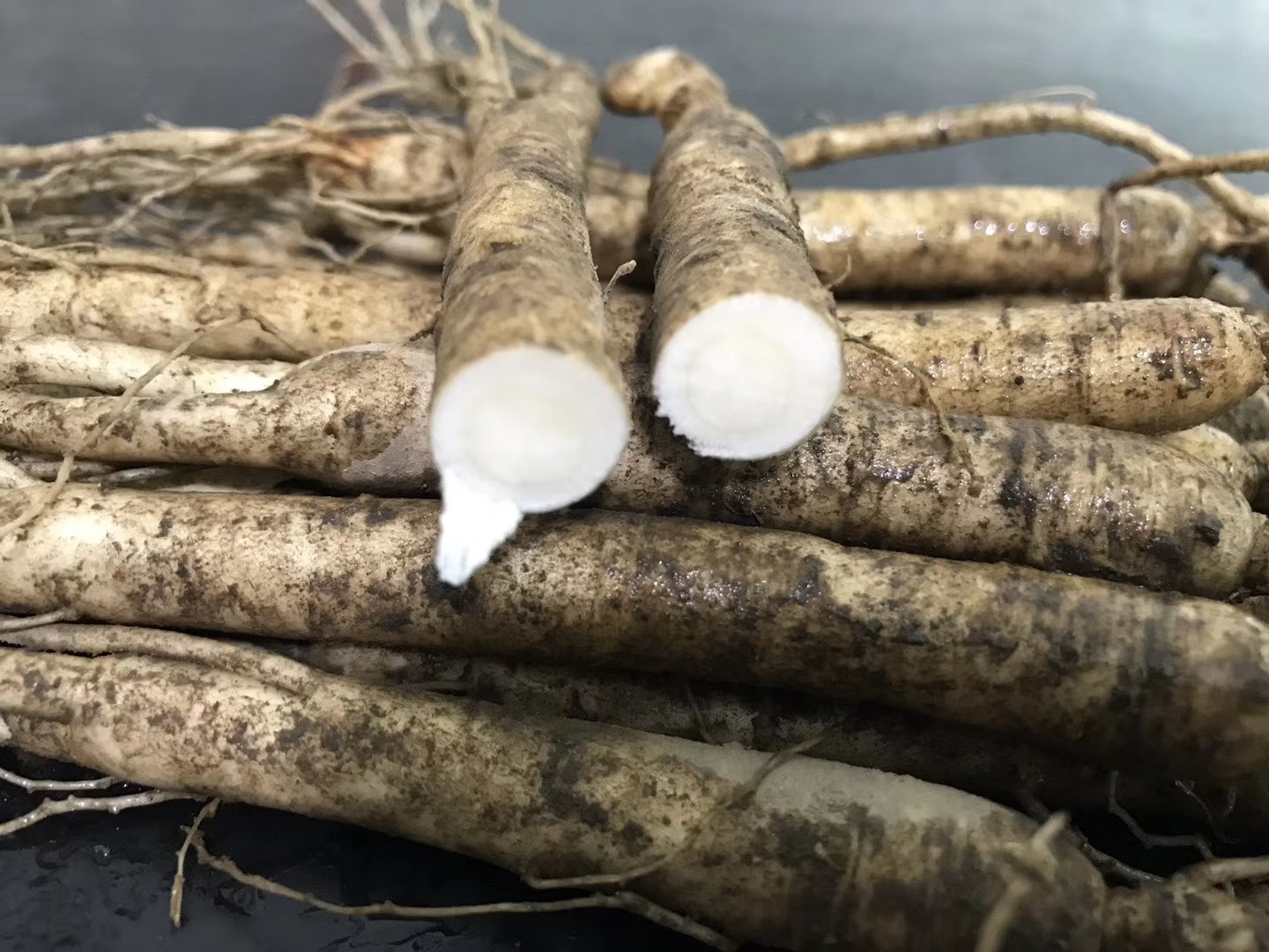 鲜人参横截面结构图解