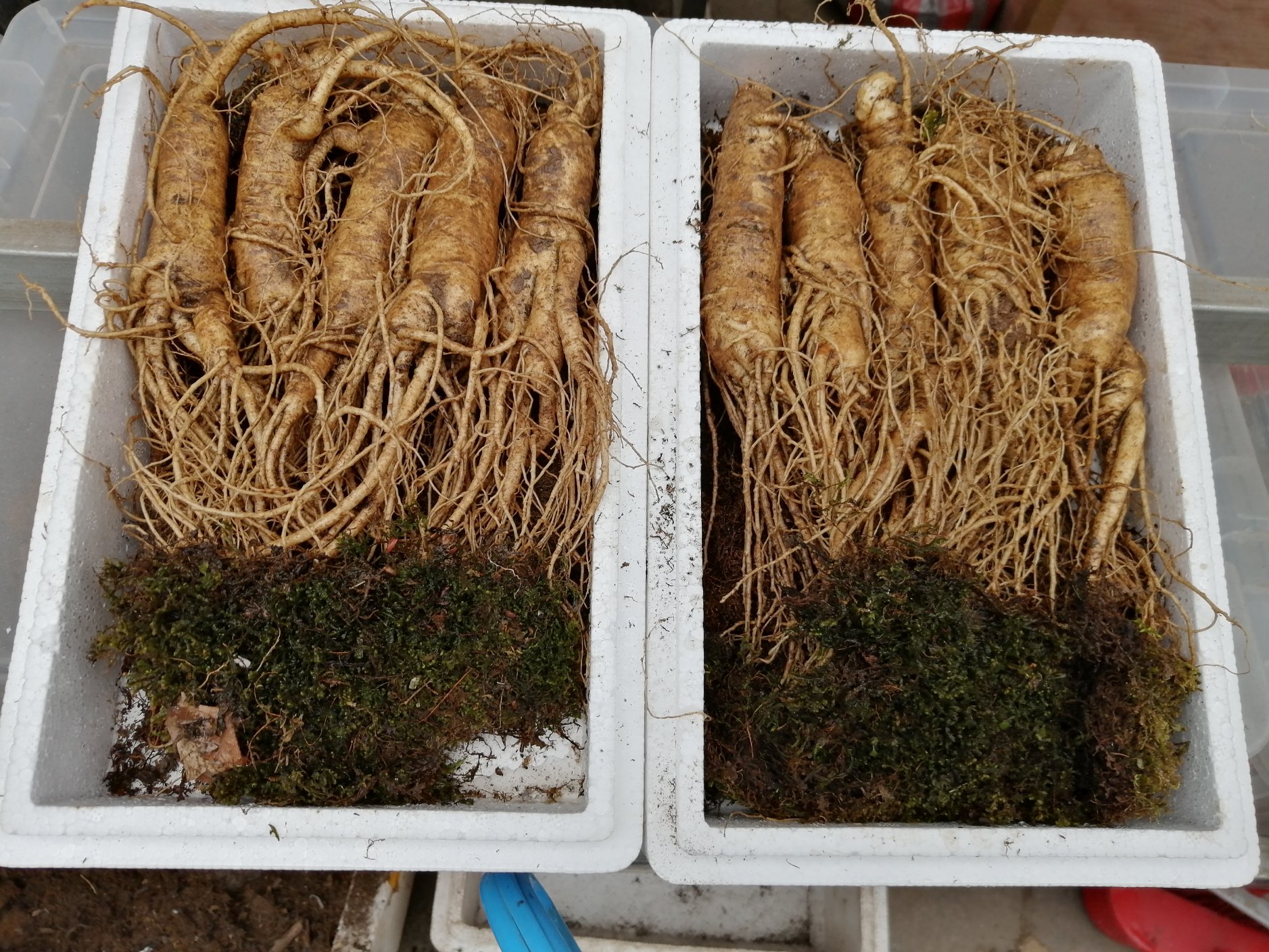 鲜人参埋在苔藓中的保存方法