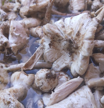 [鸡枞菌批发]野生蚂蚁堆鸡枞价格59.90元/斤 - 一亩田