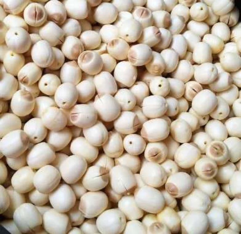 图片说明:新鲜采摘的湘莲,粒大饱满,呈现出自然洁白的色泽 湘莲介绍图