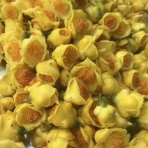 金花茶