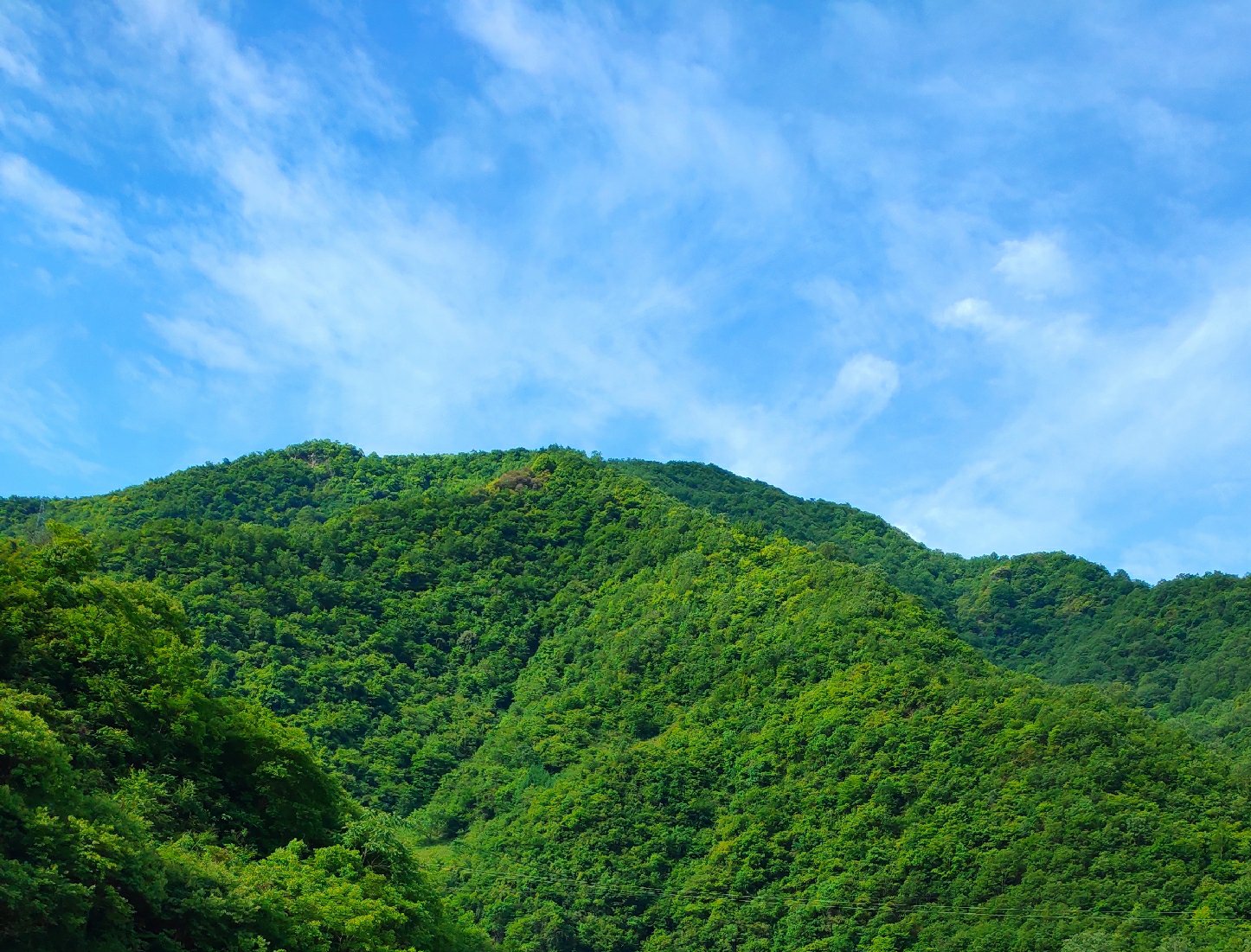 一片湿润的阔叶林内景,数根横置的青冈木段上生长着新鲜的金黄色银耳,菌朵饱满呈菊花状展开,表面有细微水珠反光,背景为苔藓覆盖的地面和朦胧雾气,体现高山生态原生环境 椴木银耳自然生长环境实景