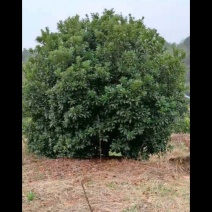 杨梅树