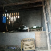 农家草草兔，鲜杀鲜炒，欢迎订购