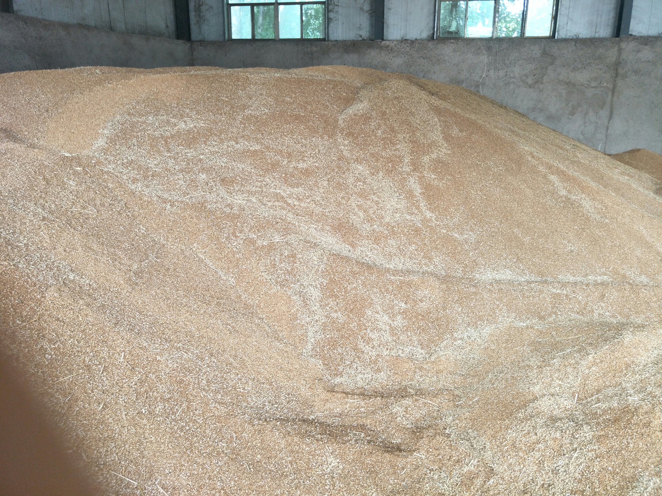 工人正在搅拌棉籽壳、麦麸与石灰混合物,地面铺设防水布,机械翻拌均匀,物料呈湿润疏松状态,背景可见堆料区和遮阳棚 培养料混合现场图