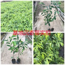 正宗海南沉香树苗盆栽地栽名贵树苗绿化植