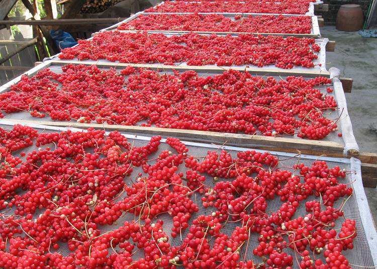 北五味子果实特写