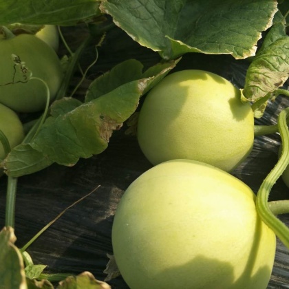 江西萍乡梨瓜产地行情