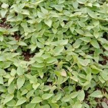 梓树苗，梓树小苗价格